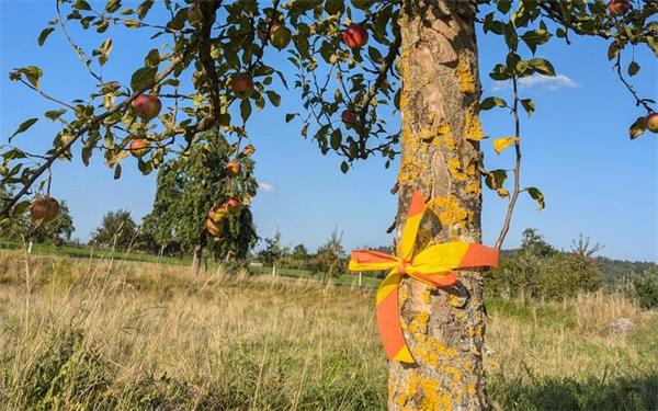 Wer einen Obstbaum mit einem gelb-orangen Band um den Stamm sieht, darf dessen Früchte ernten. GB-Foto: gb