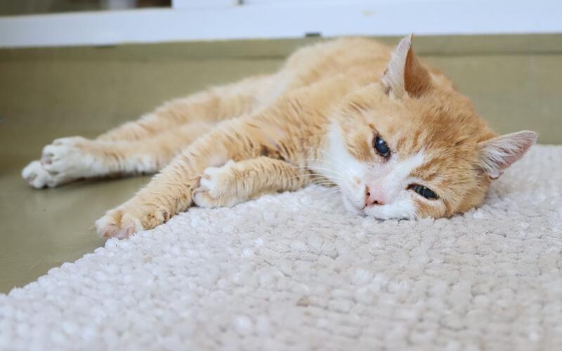 Wer einer Katze ein liebevolles Zuhause geben kann, findet im Kreistierheim viele Kandidaten. GB-Foto: gb