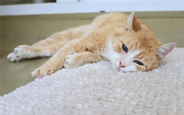 Wer einer Katze ein liebevolles Zuhause geben kann, findet im Kreistierheim viele Kandidaten. GB-Foto: gb