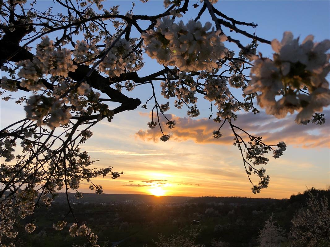 Wer setzt da wen in Szene – Kirschblüten den Sonnenuntergang oder der Sonnenunte...