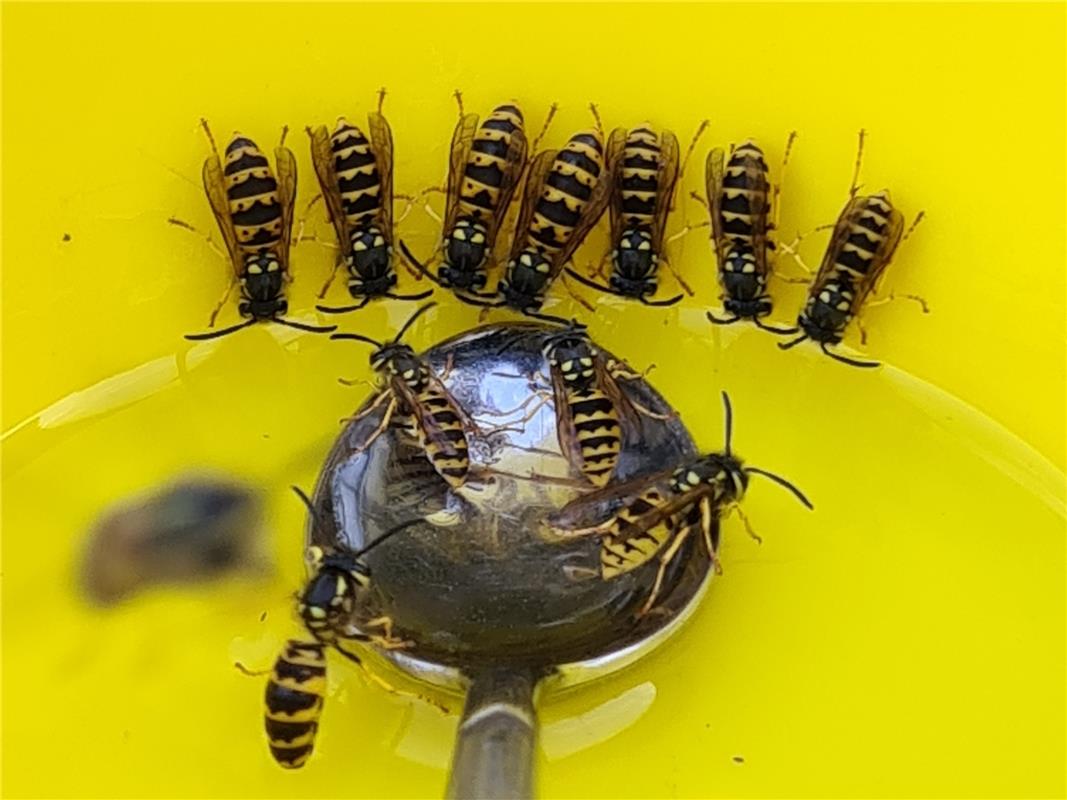 Wespen haben großen Hunger. Seitdem sie im Garten ihre eigene Futterstelle mit Z...