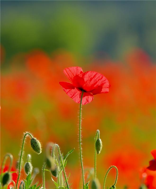 Wie ein Aquarellbild: die Farbe rot.  Von Eckbert Kaiser aus Hailfingen.