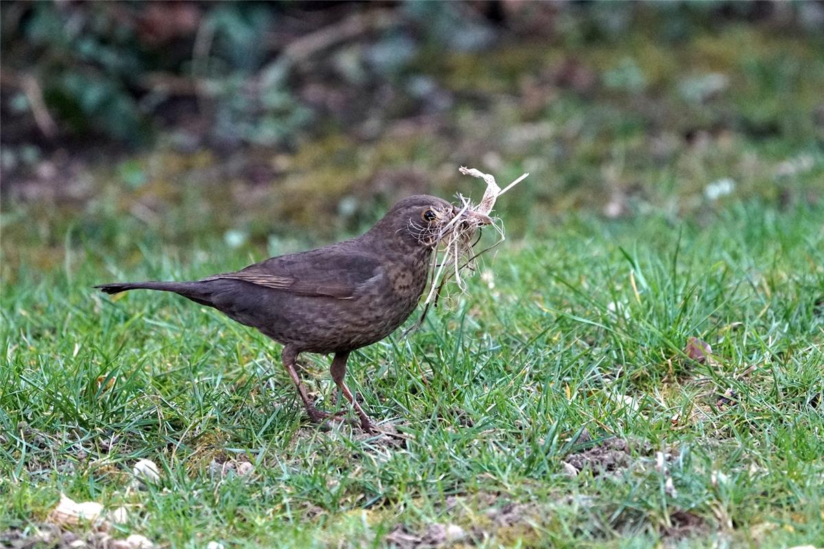 Wie man sich bettet, so liegt man. Im Frühling wird ein neues Nest gebaut. Von S...