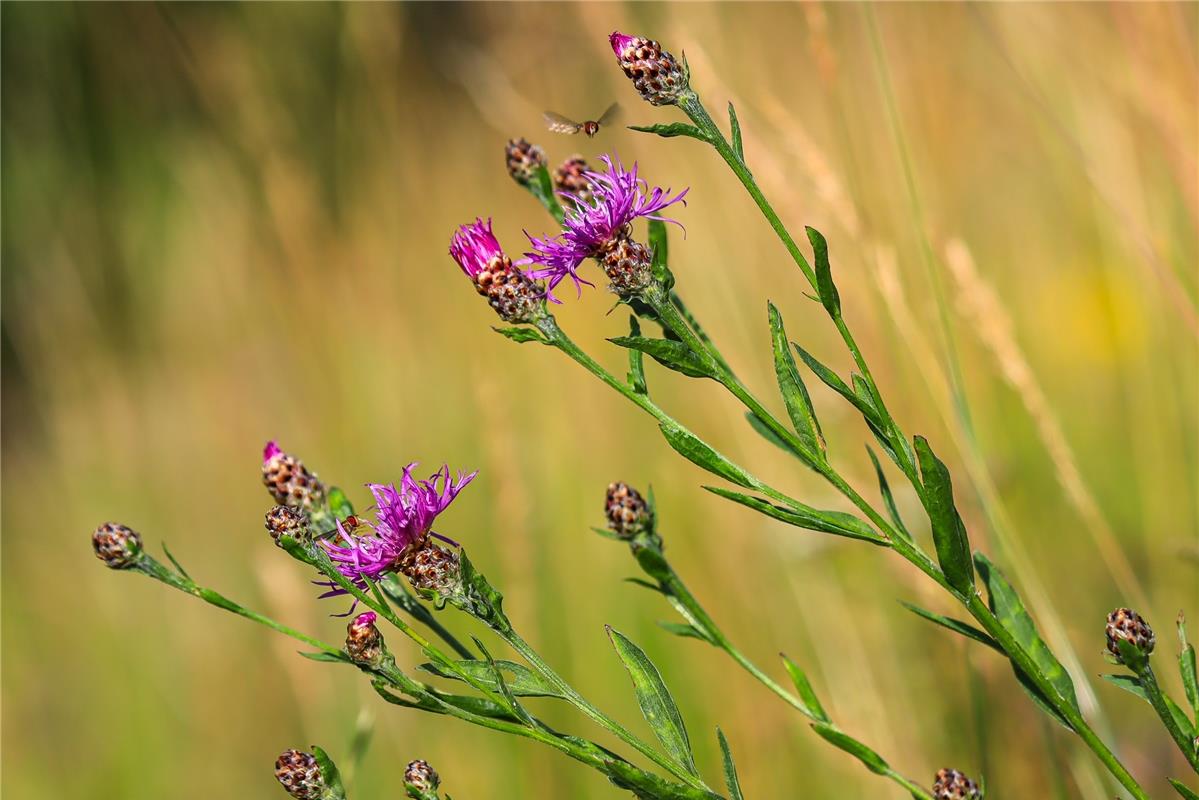 Wiesen-Flockenblumen ...  Von Natalie Politz aus Hildrizhausen.