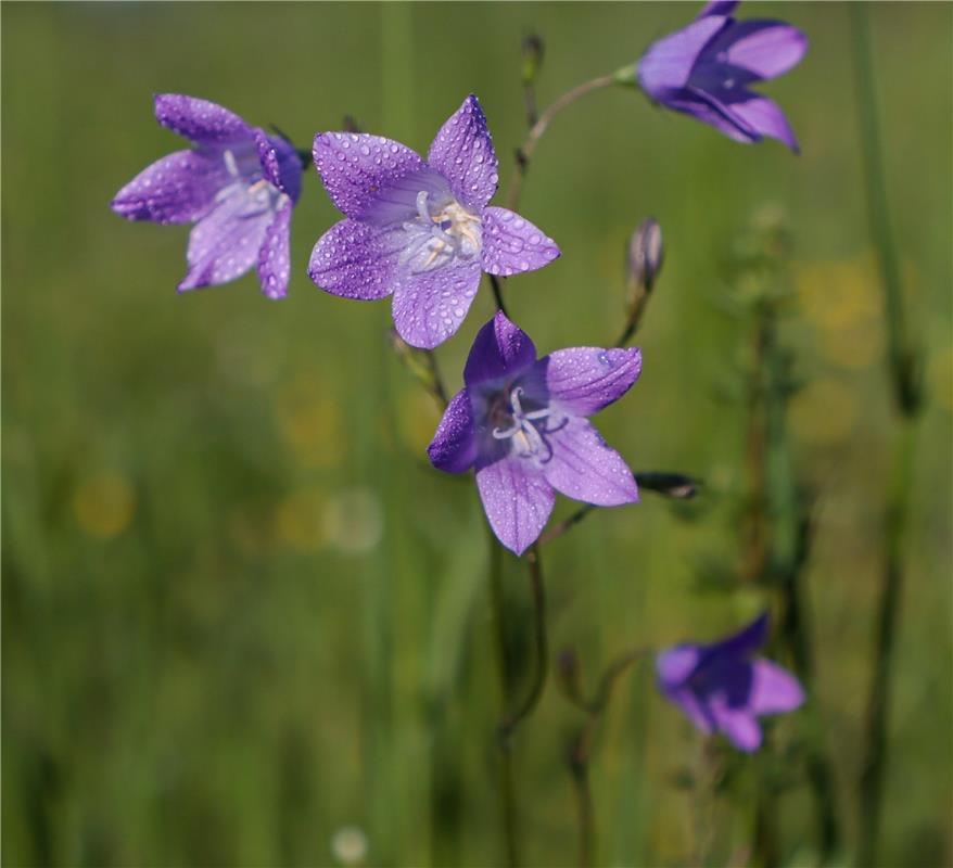 Wiesenglockenblume ...  Von Natalie Politz aus Hildrizhausen.