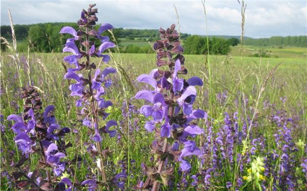 Wiesensalbei-Tankstelle für Wildbienen und Schmetterlinge, aber auch für Kräutertees (gesehen in Rohrau) GB-Foto: Bäuerle