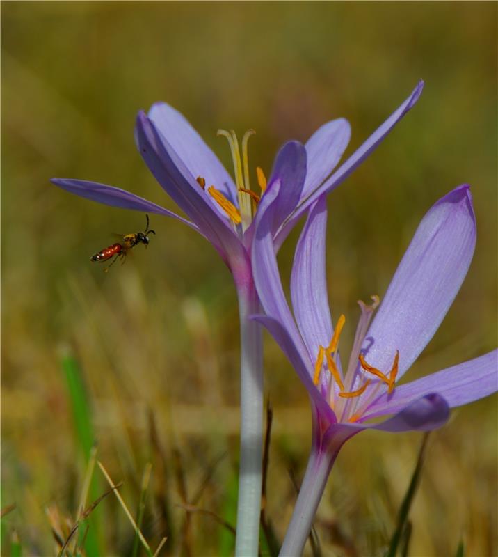 Wildbiene im Anflug auf eine Herbstzeitlose. Von Eckbert Kaiser aus Hailfingen.