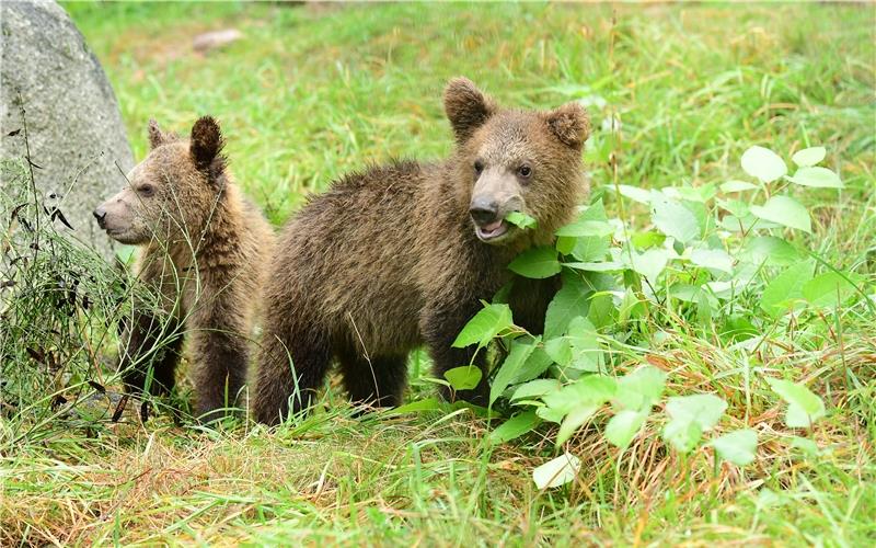 Wilde Tiere finden eine Heimat im Schwarzwald.GB-Foto: Wolf- und Bärenpark Bad Rippoldsau