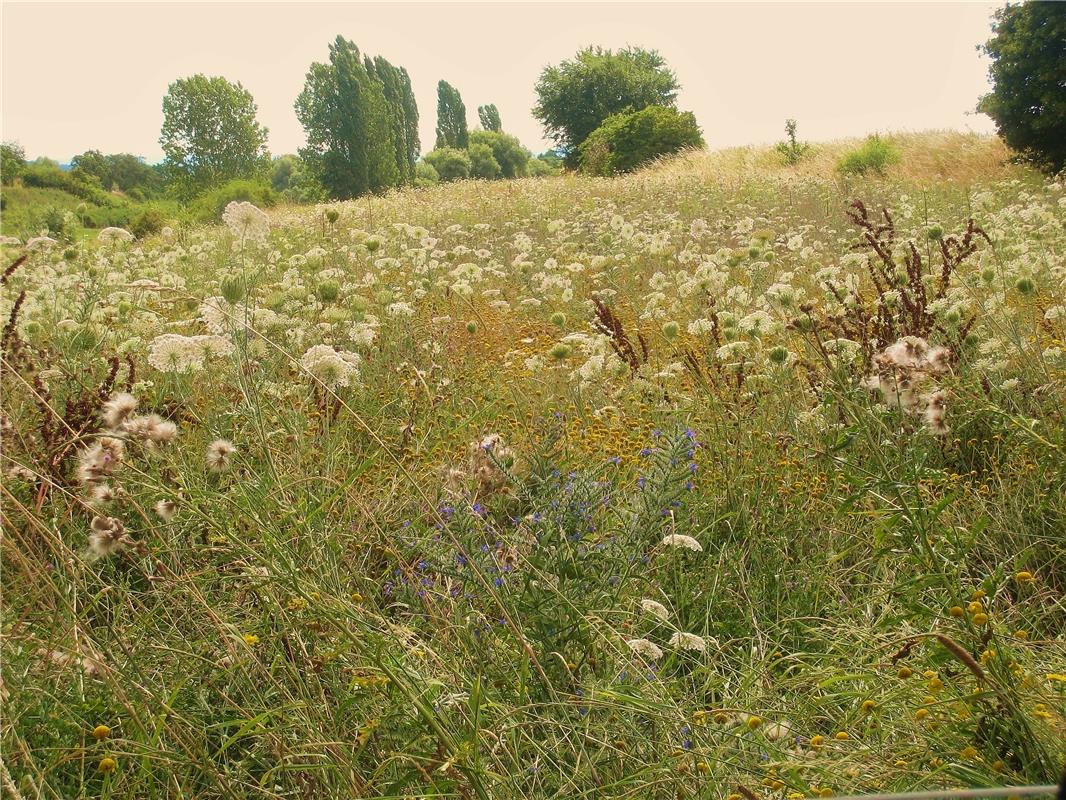 Wilde, blühende Vielfalt - aber weit und breit KEIN Schmetterling. Von Frank Win...