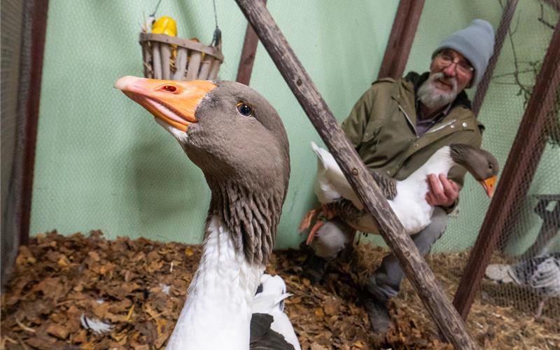 Wilhelm Brenner mit seinen grau gescheckten Pommerngänsen gehörte zu den Ausstellern bei der Stämmeschau. GB-Foto: Vecsey