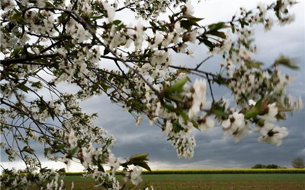 Windgepeitschter Blütentraum. Der April macht, was er will(gesehen bei Oberjesingen) GB-Foto: Vecsey