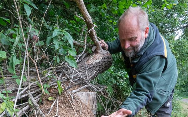 Winfried Seitz zeigt einen Ameisenhaufen der roten Waldameise. GB-Foto: Vecsey
