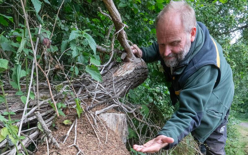 Winfried Seitz zeigt einen Ameisenhaufen der roten Waldameise. GB-Foto: Vecsey