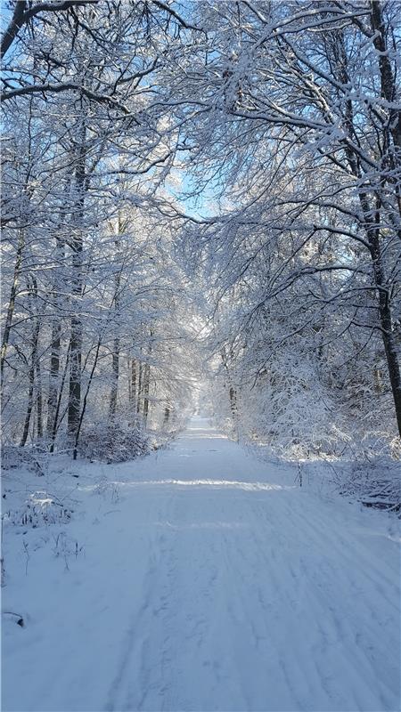 Winter im Wald bei Gärtringen - ein Anblick, der Klaus Teichmann zu verdanken is...