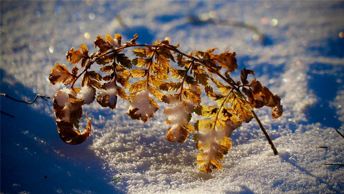 Winterbild.  Von Simon Röhm aus Nufringen.