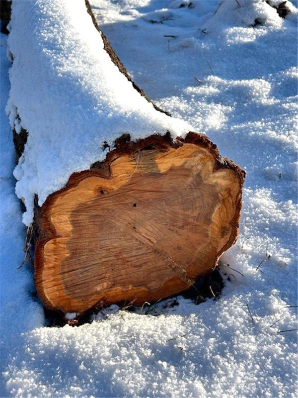 Winterbild – gemacht in den Mönchberger Streuobstwiesen.  Von Corinna Beck aus H...