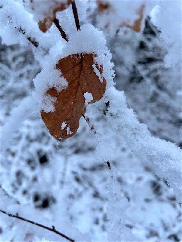 Winterbild – gemacht in den Mönchberger Streuobstwiesen.  Von Corinna Beck aus H...