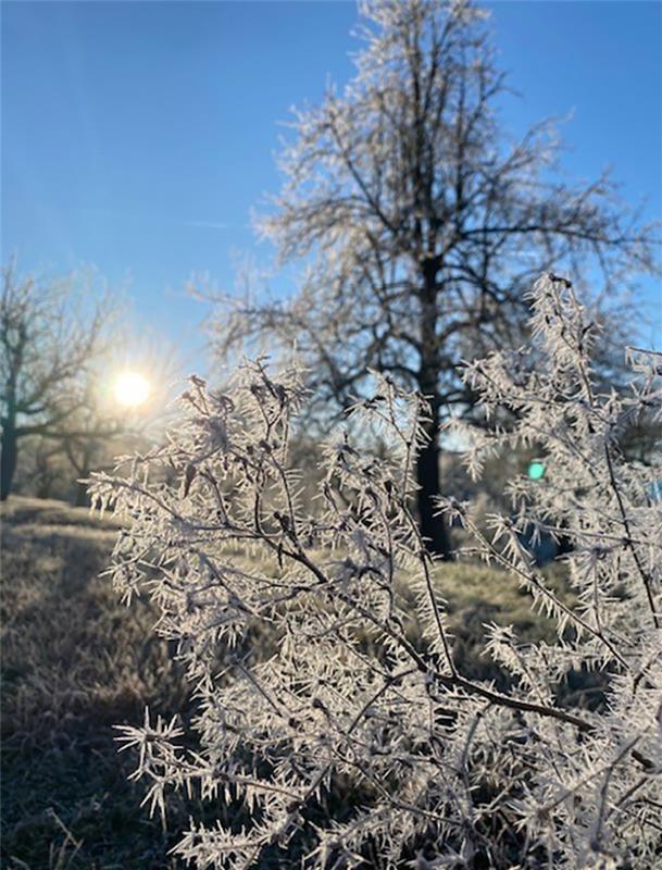 Winterbild – gemacht in den Mönchberger Streuobstwiesen.  Von Corinna Beck aus H...