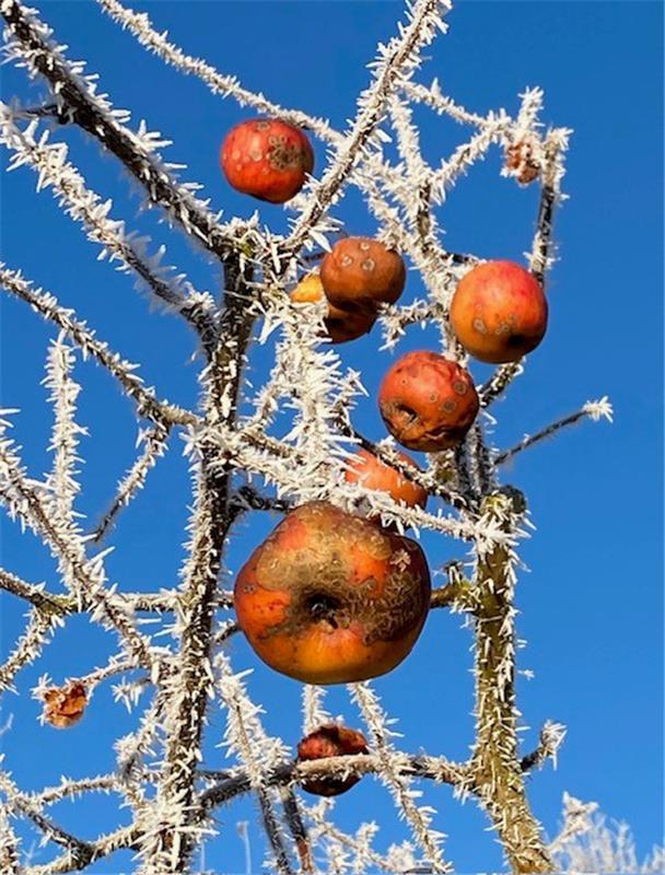 Winterbild – gemacht in den Mönchberger Streuobstwiesen.  Von Corinna Beck aus H...