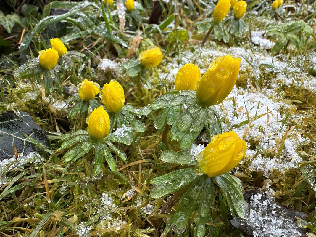 Winterlinge im Schnee.  Von Anja Schnotz aus Gäufelden.