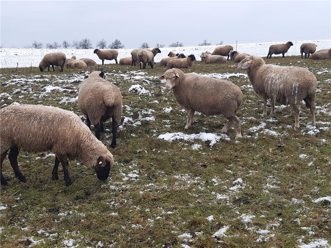 Winterschafe in Kuppingen, fotografiert von Maria Weisse. 