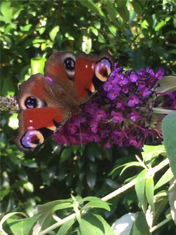 "Wir fühlten uns im Garten beobachtet. Meine elfjährige Tochter hat den Spion en...