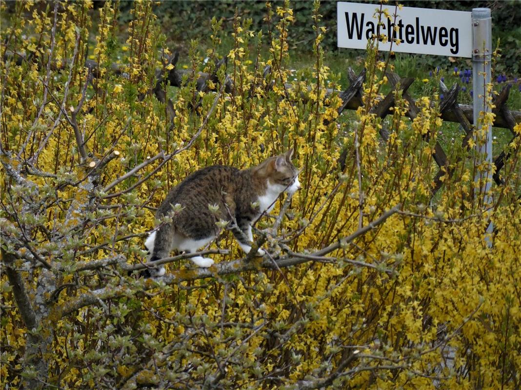 "Wo sind denn jetzt die Wachteln? Ich habe Hunger!" Hans  Schmickl hat diese Kat...