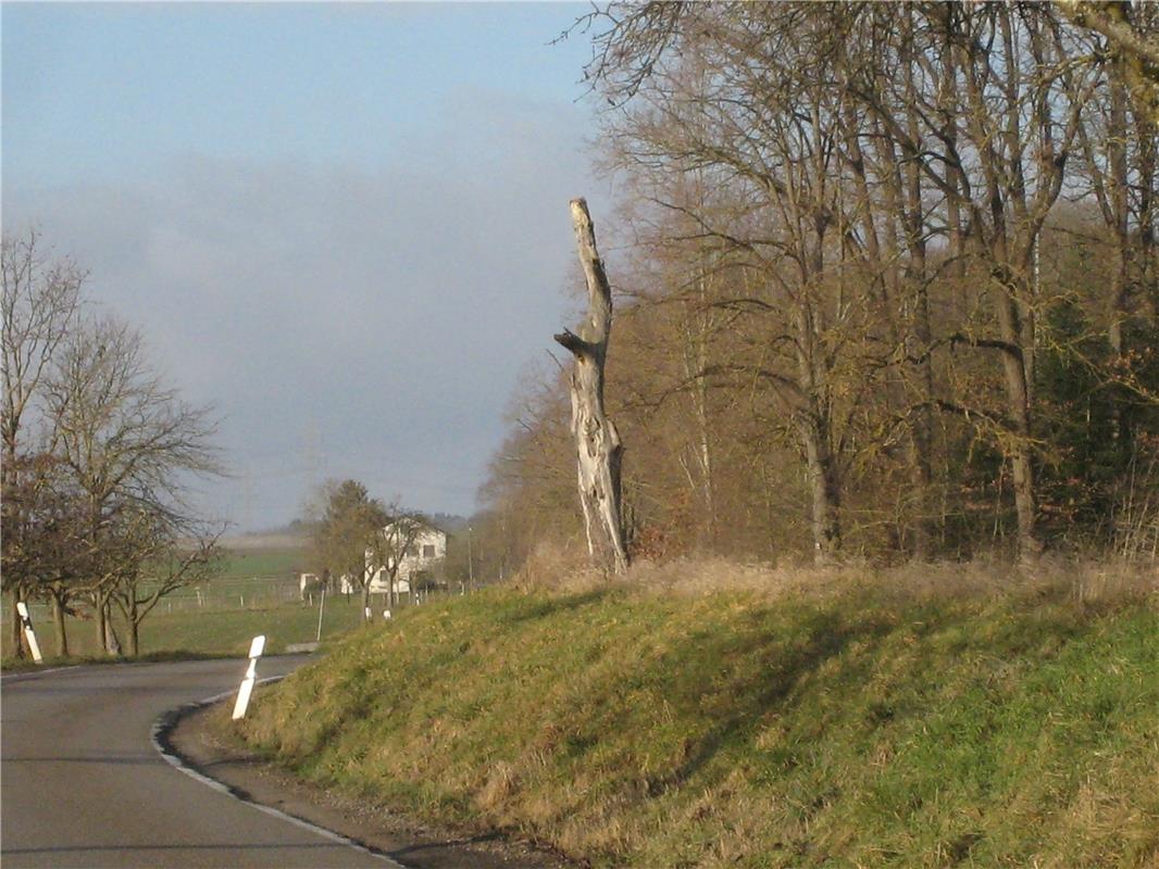 Wohin will uns der knorrige Weggefährte weisen?  Von Frank Winter aus Nebringen.