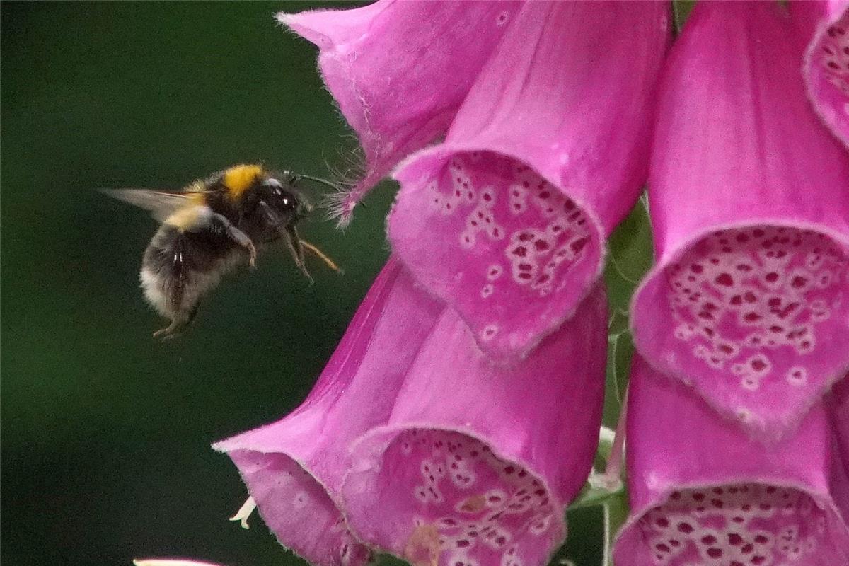 Wohlbehütet! Die fleißige Hummel besucht Hut um Hut. Sieghard Gillich aus Bondor...