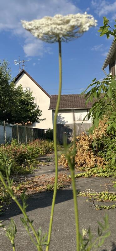 „Wolkenblume“  Von Rainer Bruckner aus Herrenberg.