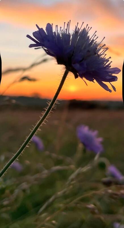 Wunderschöne Kornblume versinkt im Abendrot.  Von Rainer Bruckner aus Kuppingen.