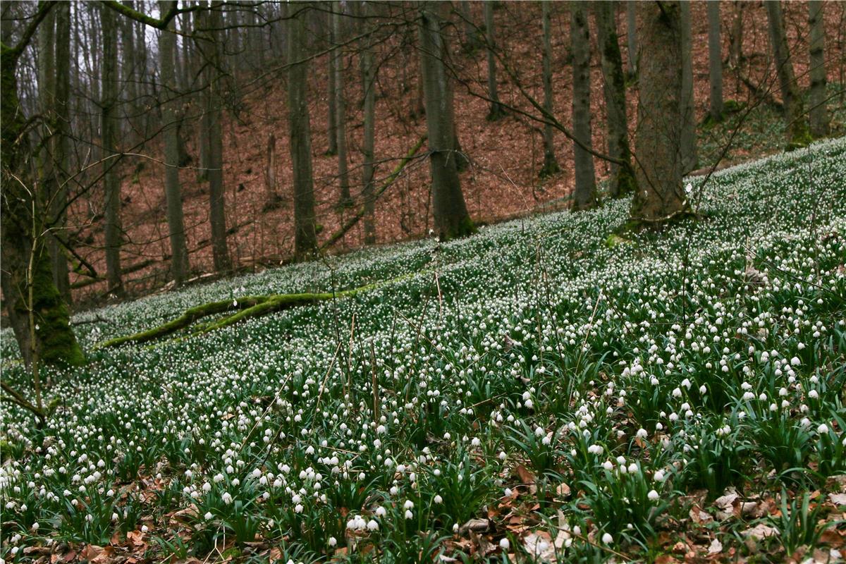 Wunderschöne Märzenbecher-Wiese. Von Natalie Politz aus Hildrizhausen.