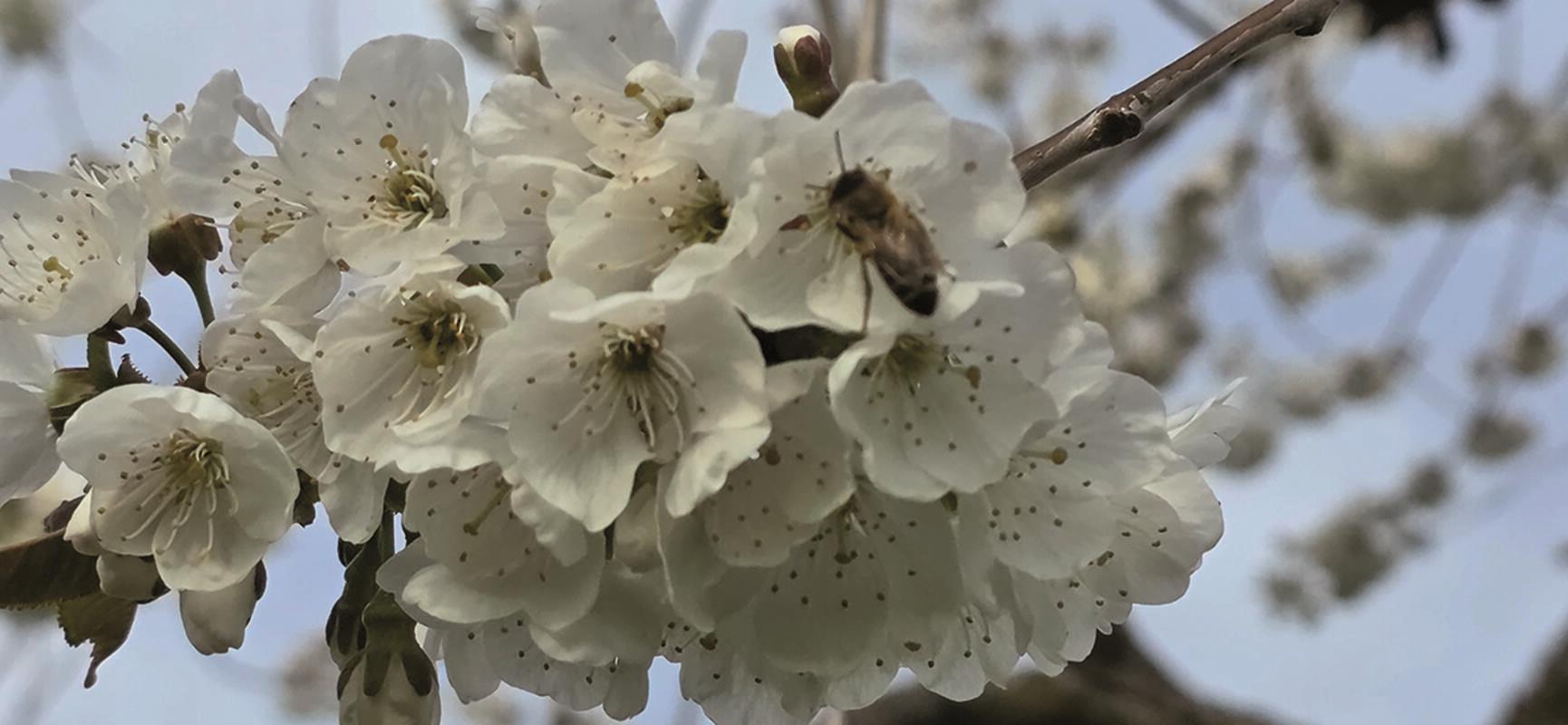 Wunderschöne Zeit der Kirschblüte hat in Kayh begonnen.  Von Ulrike Hätinger aus...