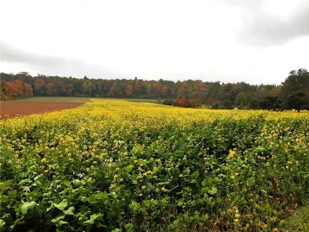 Wunderschöner bunter Herbst. Von Maria Tabitha Weisse aus Herrenberg.