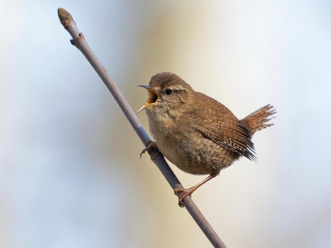 Zaunkönig bei der Balz.  Von Erich Tomschi aus Mötzingen.