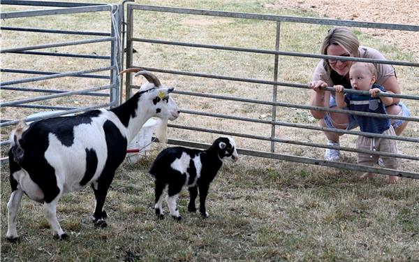 Ziegen gehörten zu den Tieren, die besonders die Kinder beim Sommerfest der Kuppinger Kleintierzüchter faszinierten. GB-Foto: Holom