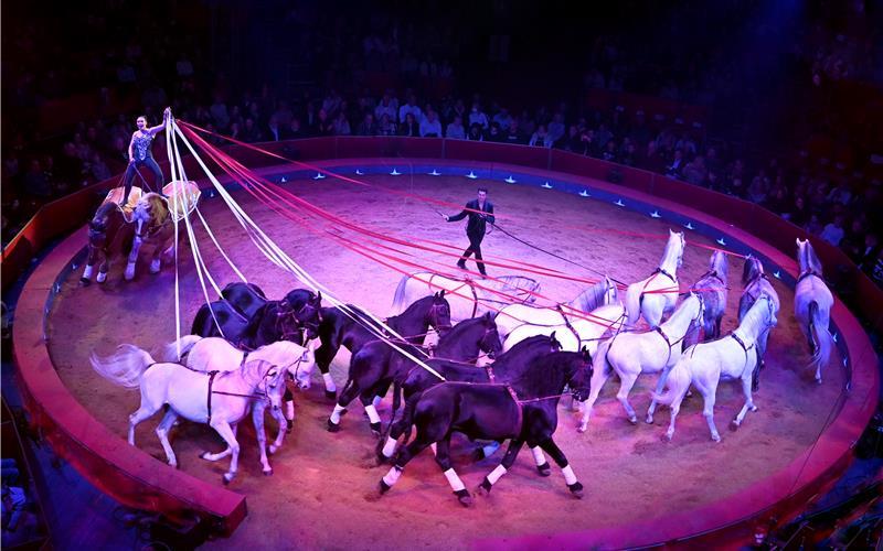 Zirkusästhetik in Reinkultur: Pferdedressur in der Manege.GB-Foto: Weltweihnachtszirkus/Stardust