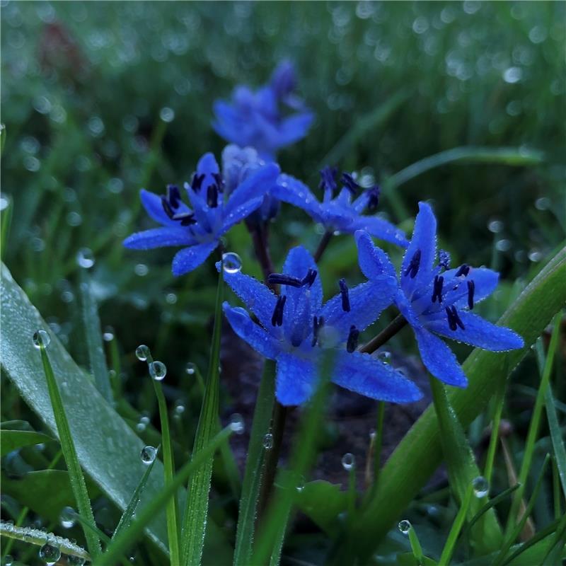 Zu den Scilla-Blüten in den Mönchberger Wiesen passt folgendes Zitat von Robin W...