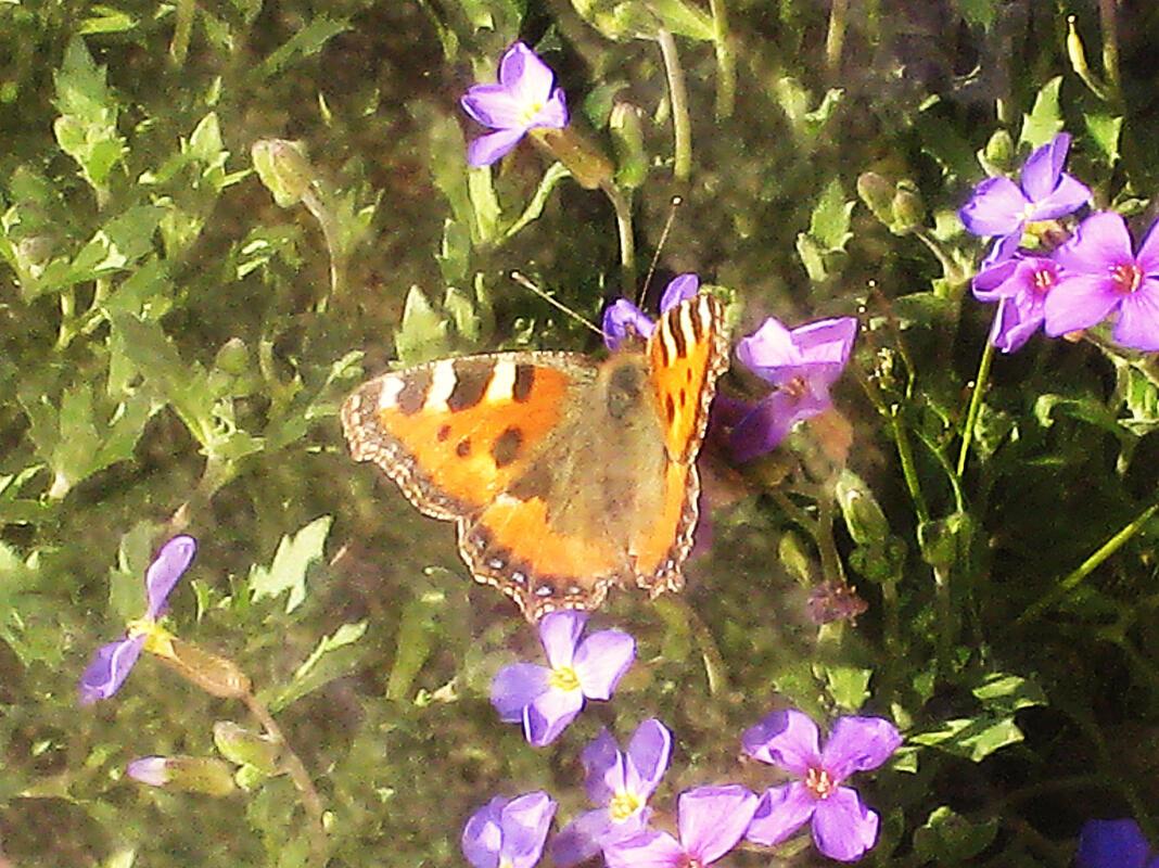 Zu den blauen Blumen kommen die Schmetterlinge gerne!  Von Frank Winter aus Nebr...
