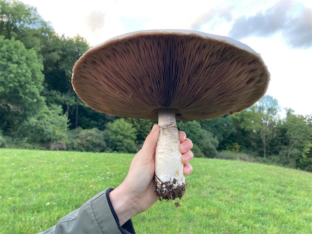 Zu sehen ist ein großsporiger Riesenchampion (Agaricus macrosporus), welchen mei...