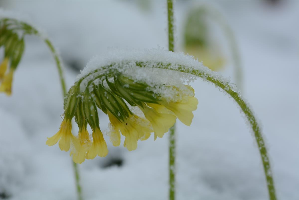 Zu viel Schnee auf der Schlüsselblume. Von Eckbert Kaiser aus Hailfingen. 