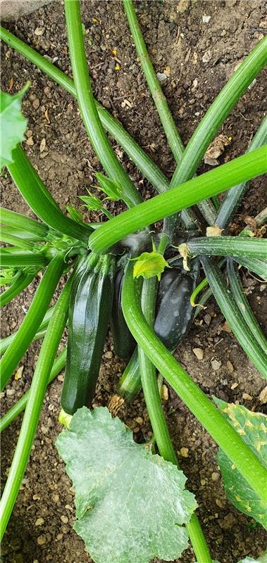 Zucchini aus dem eigenen Garten schmecken einfach am leckersten, findet Sabine H...