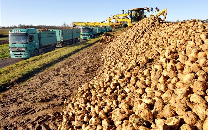 Zuckerrüben werden bei Oberjesingen verladen – in diesem Jahr fällt die Ernte geringer ausGB-Foto (Archiv): Holom