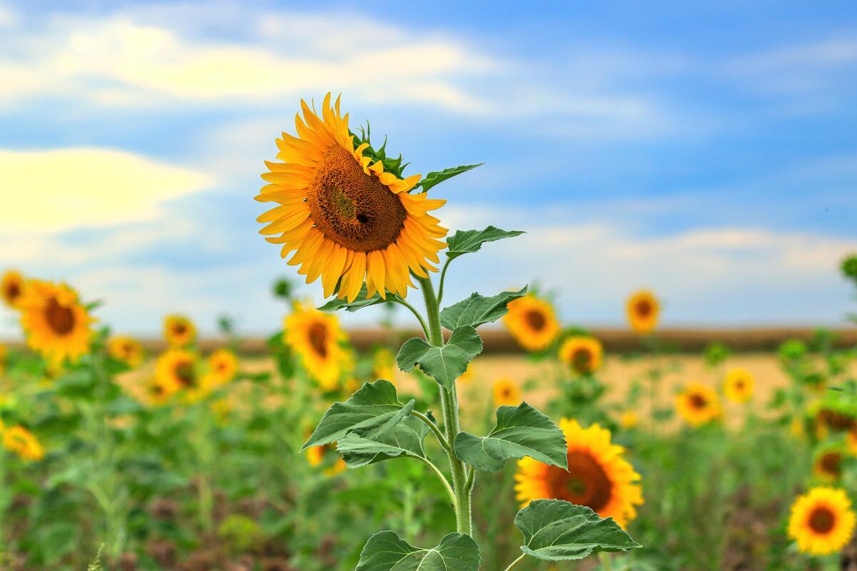 Zur Zeit schmücken die Sonnenblumen unsere Felder. Von Natalie Politz aus Hildri...