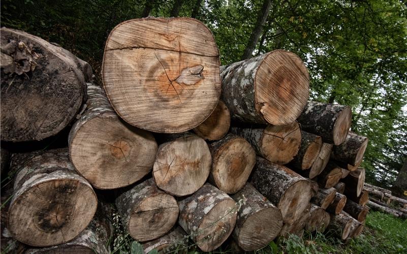 Zur nachhaltigen Holzbevorratung wurde der Einschlag im Hildrizhausener Gemeindewald bewusst reduziert. GB-Foto (Archiv): Vecsey