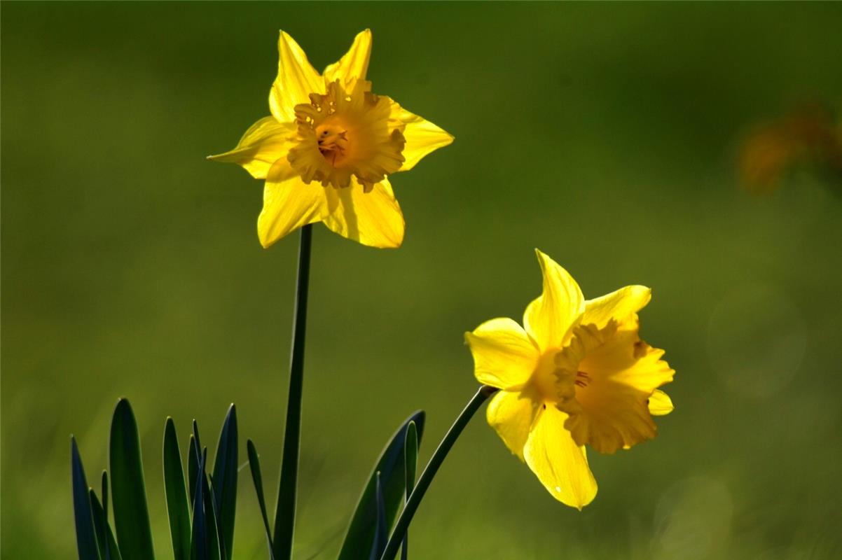 Zur richtigen Zeit in voller Blüte. Von Eckbert Kaiser aus Rottenburg am Neckar.