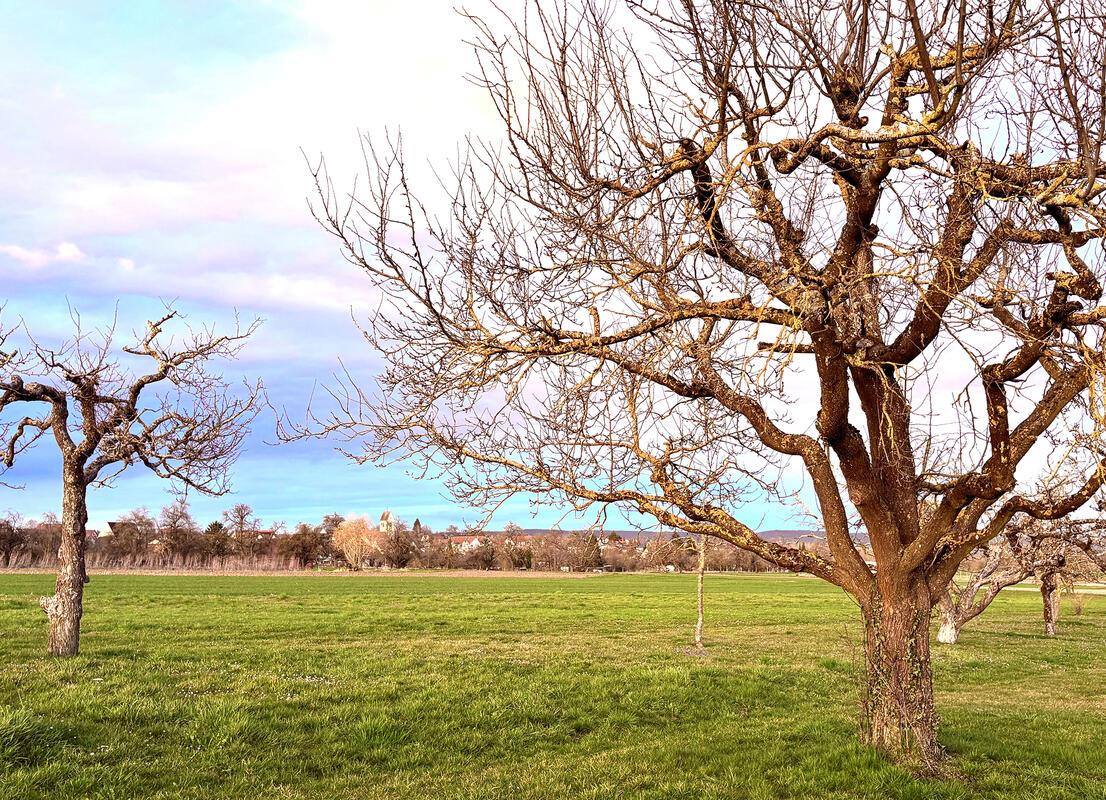 Zwei Bäume, ein Horizont.  Von Minja Rollinson aus Gäufelden.