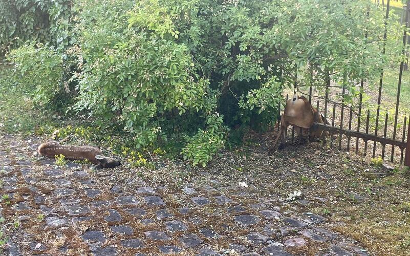 Zwei tote Rehe am Gartenzaun in Haslach: Ein Hund könnte sie gehetzt haben.GB-Foto: gb