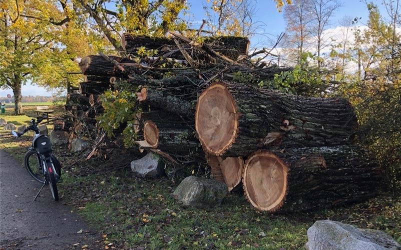 Zwei vom Pilz befallene Pappeln am Egelsee gefällt