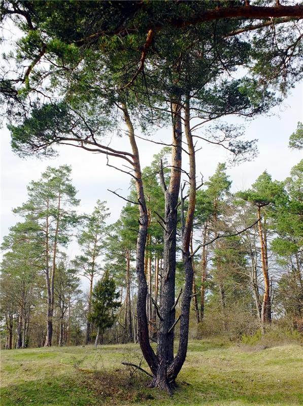 Zweiadriger Baum mit Nullleiter. Klaus Pfisterer aus Herrenberg wurde auf dem Gü...